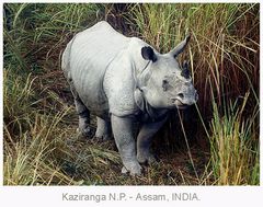 Rhinoceros Unicornis