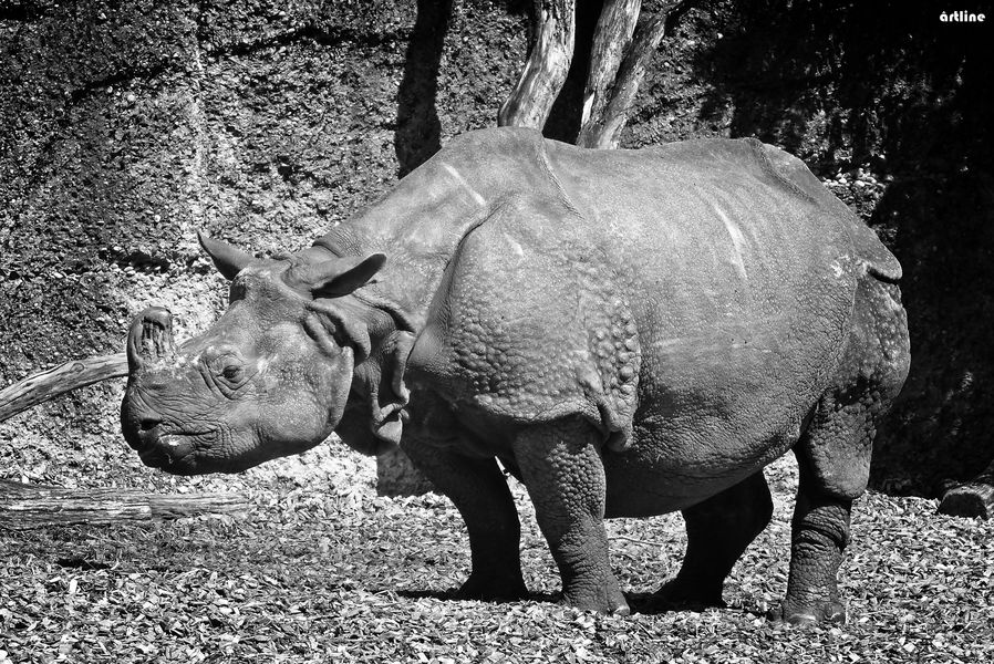 Rhinoceros unicornis