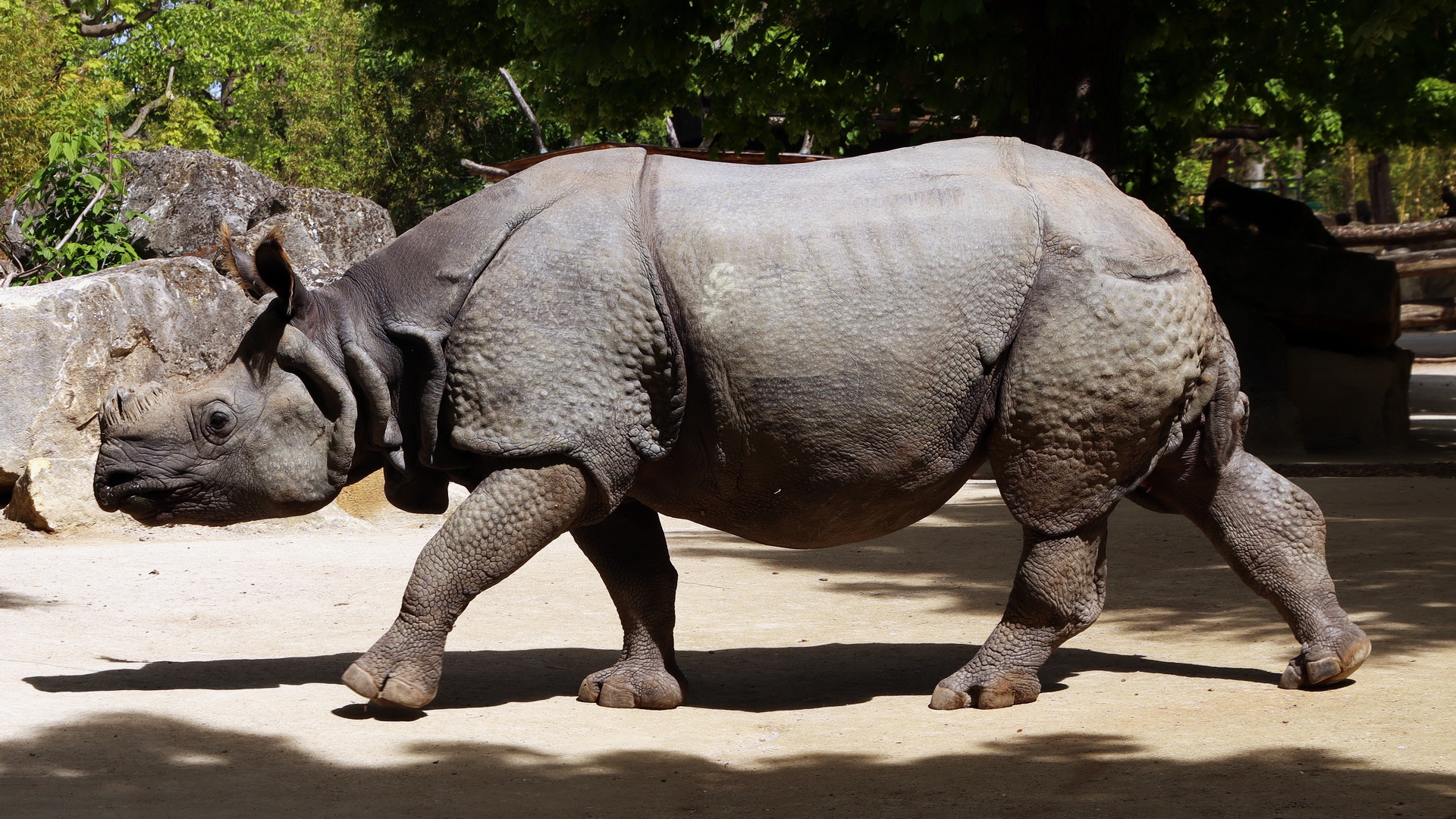 Rhinoceros unicornis