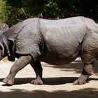 Rhinoceros unicornis