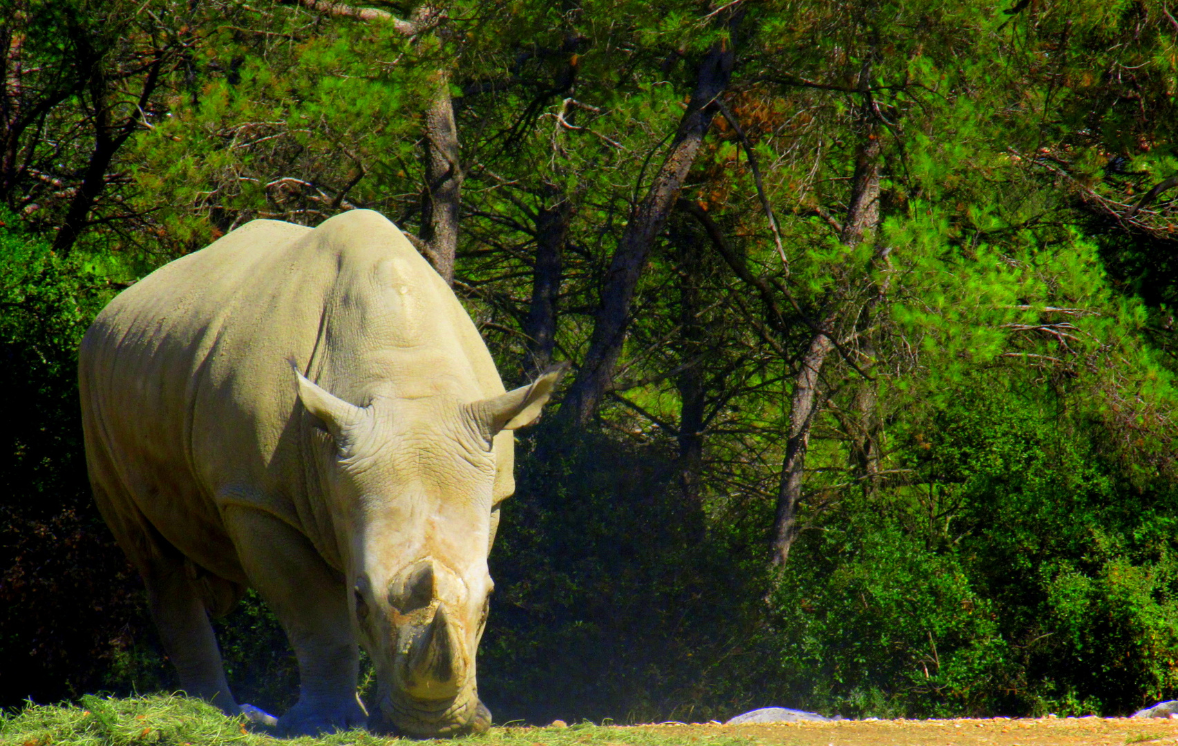 Rhinocéros zoo lunaret