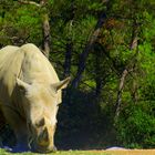 Rhinocéros zoo lunaret