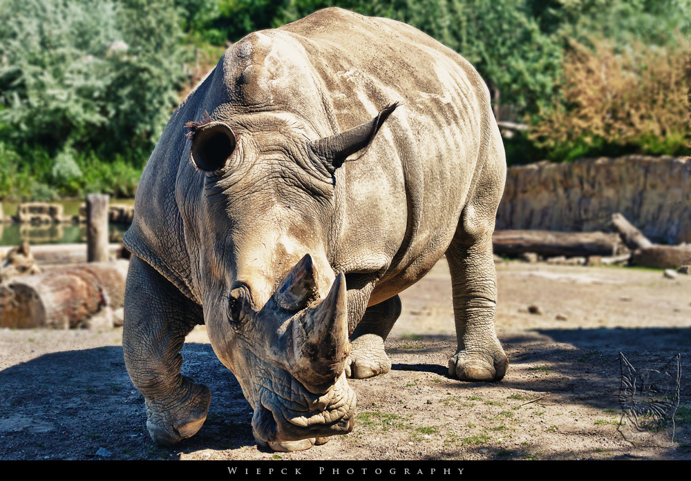 Rhinocerotidae..