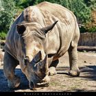 Rhinocerotidae..