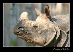 Rhinocerotidae