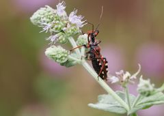 Rhinocoris iracundus