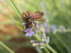 Rhinocoris iracundus