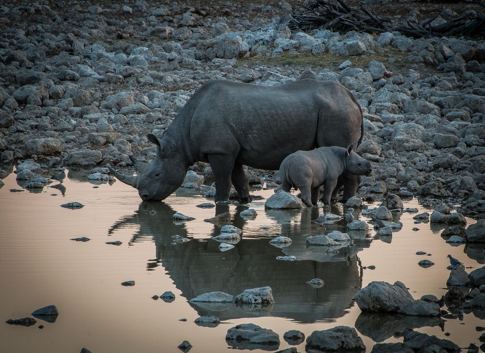 Rhinofamily II