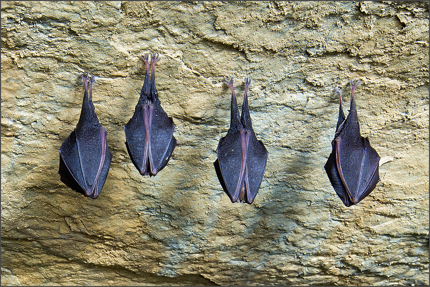 Rhinolophus hipposideros