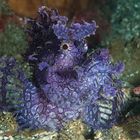 Rhinopio Scorpionfish - 