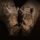 Rhinos