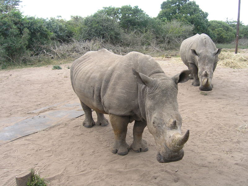 Rhinos