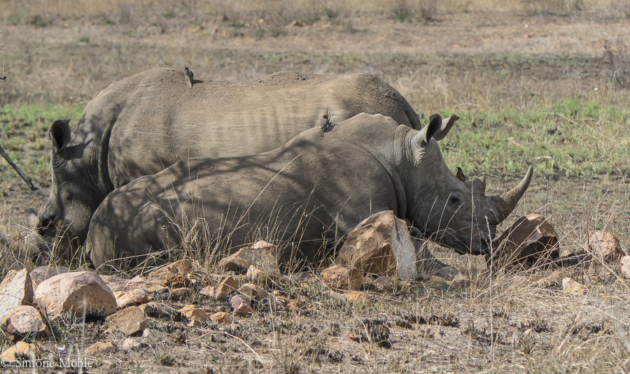 Rhinos