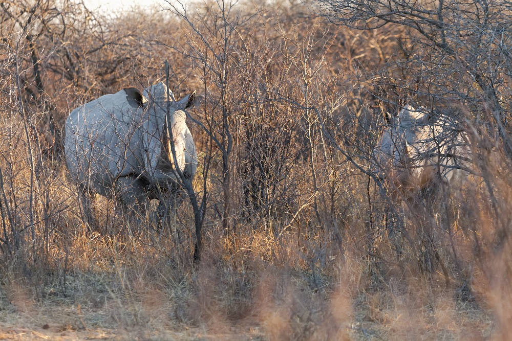 Rhinos