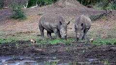 Rhinos and their Birds