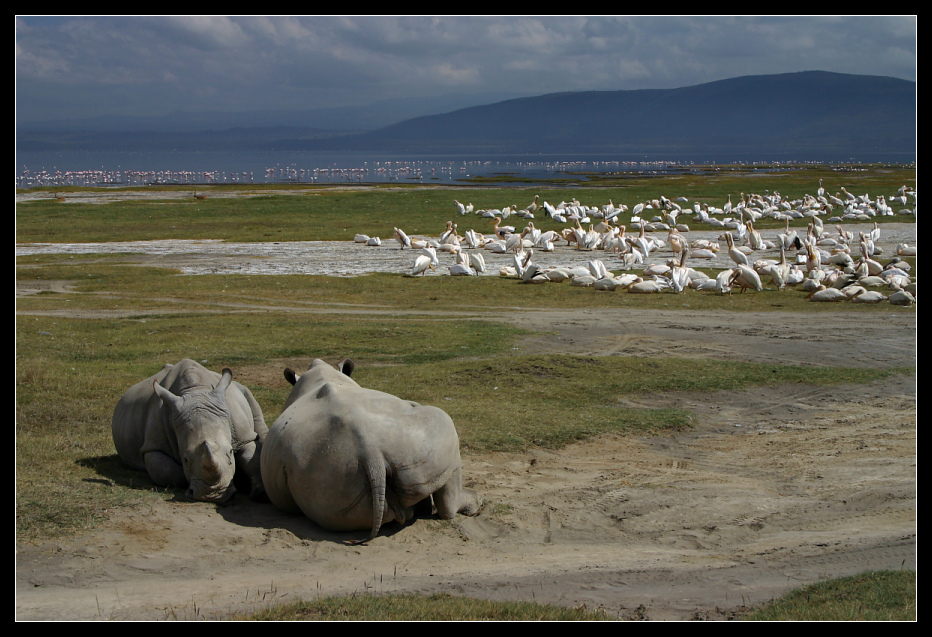 ... Rhinos at Lake Nakuru ...