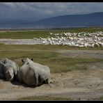 ... Rhinos at Lake Nakuru ...
