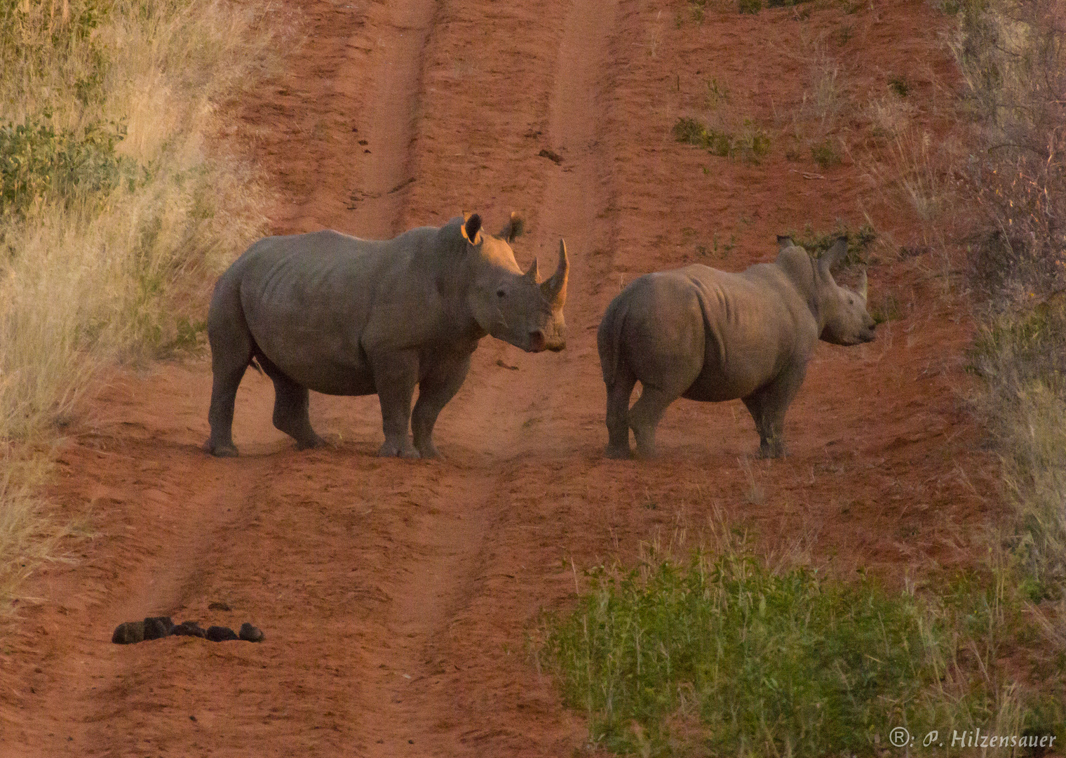 Rhinos auf dem Waterberg