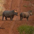 Rhinos auf dem Waterberg