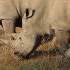 Rhinos auf der Jagd