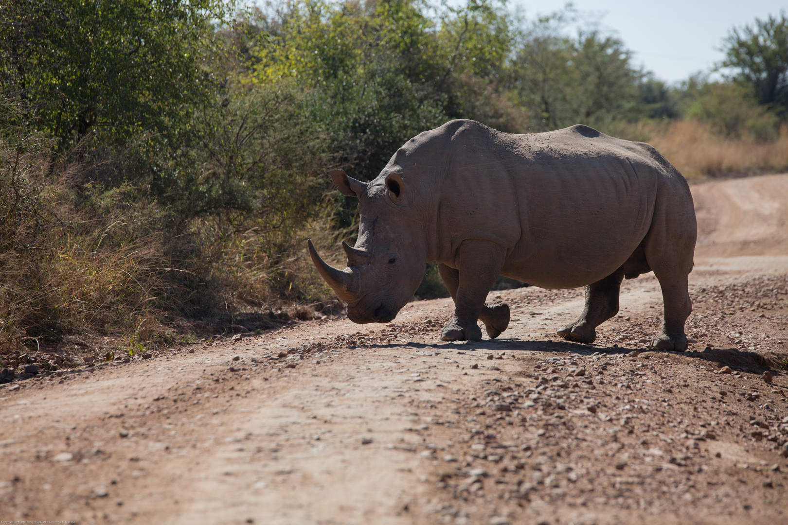 Rhinos crossing