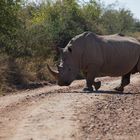 Rhinos crossing