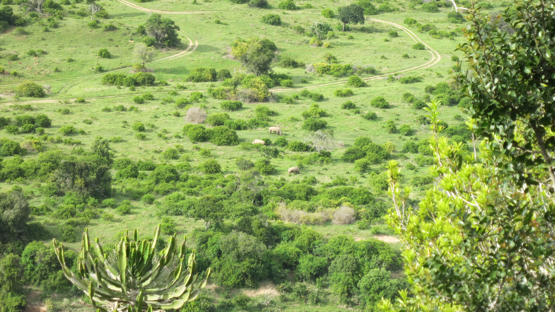 Rhinos from above