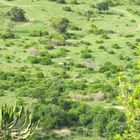 Rhinos from above