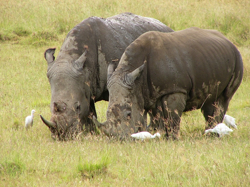 Rhinos im Regen - Lake Nakuru - Kenya