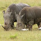 Rhinos im Regen - Lake Nakuru - Kenya