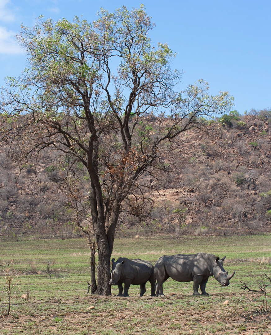 Rhinos im Schatten