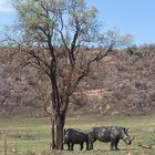 Rhinos im Schatten