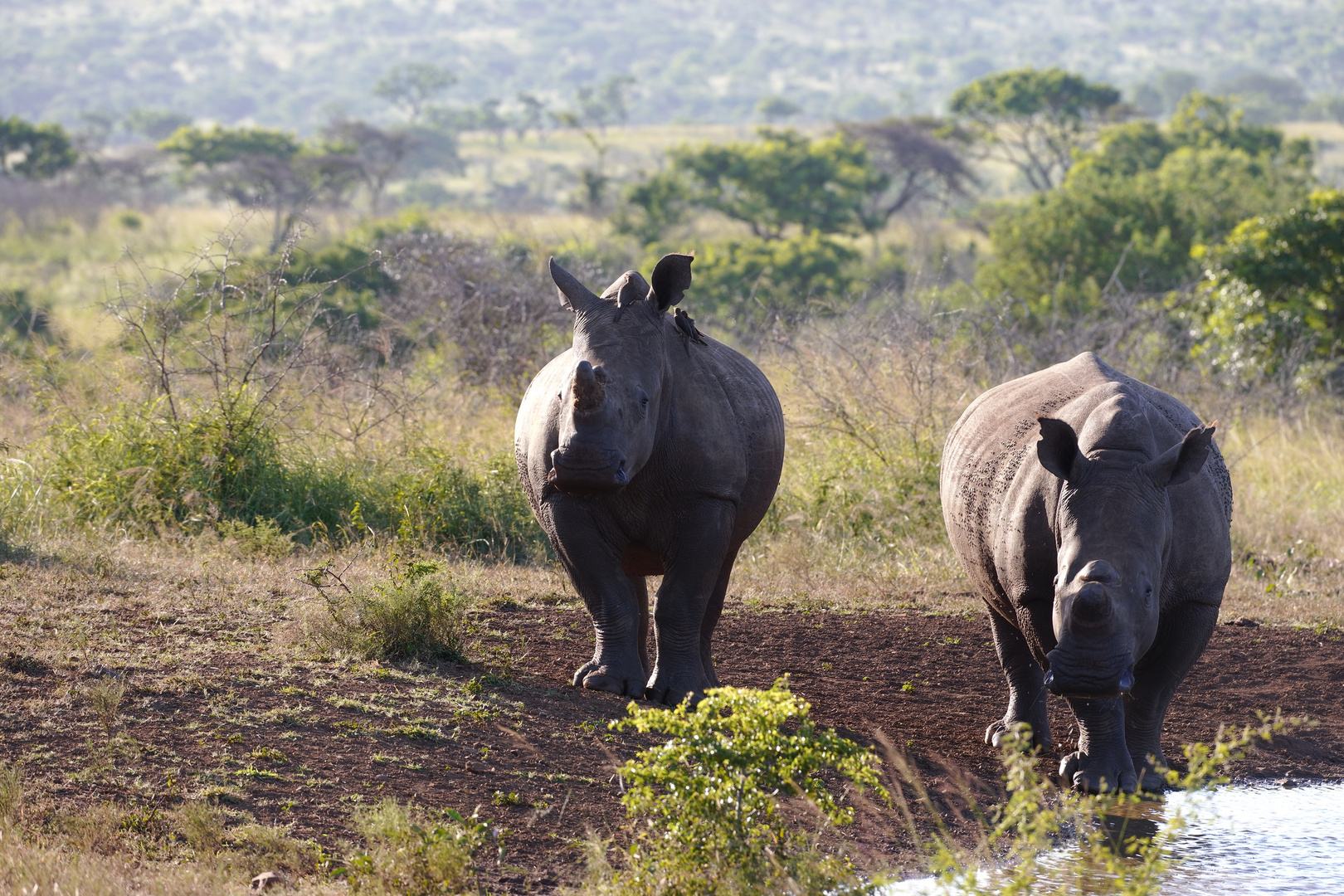 Rhinos in Kwazulu Natal