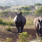 Rhinos in Kwazulu Natal