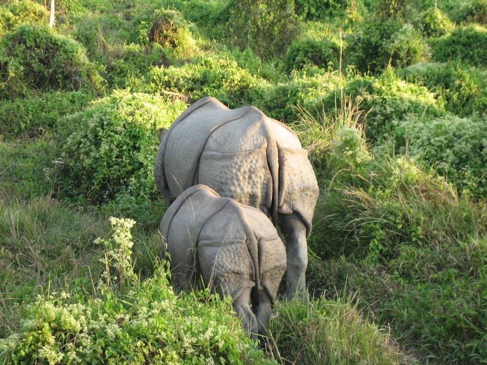 Rhinos in Royal Chitwan National Park