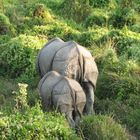 Rhinos in Royal Chitwan National Park