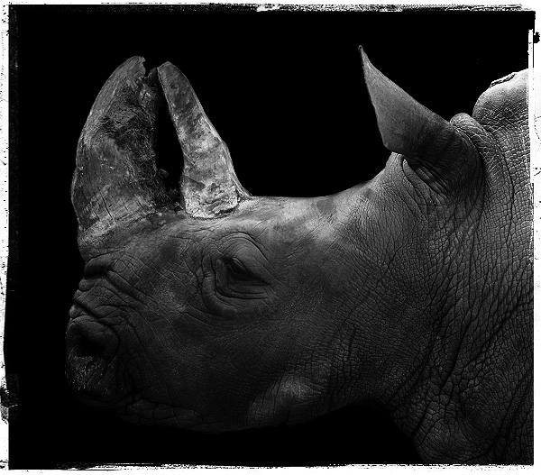 rhino's portrait