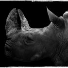 rhino's portrait