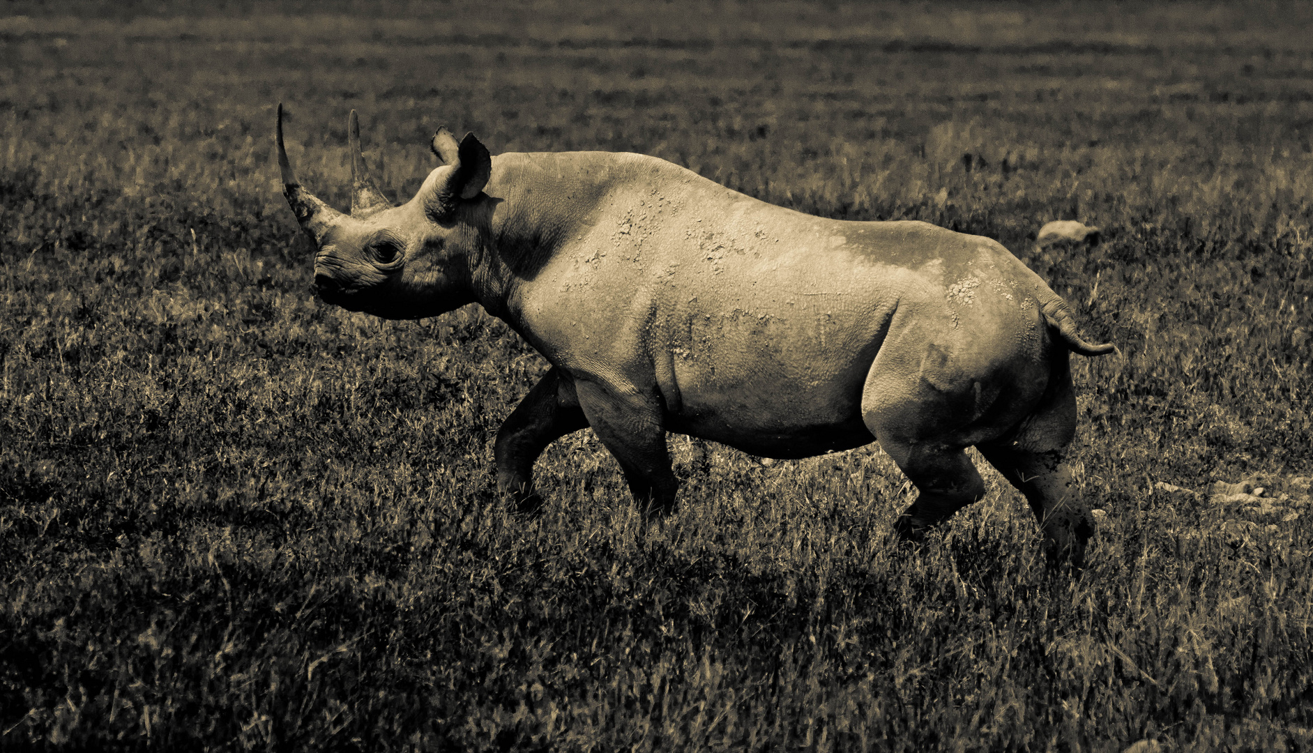 Rhino,Tanzania