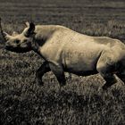 Rhino,Tanzania