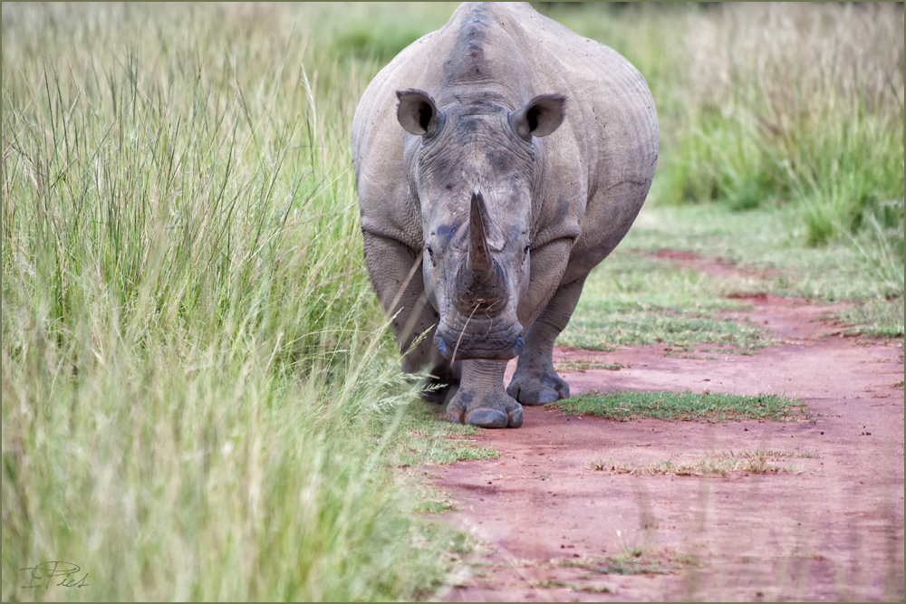 Rhinozeros in Aktion