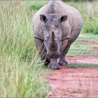 Rhinozeros in Aktion