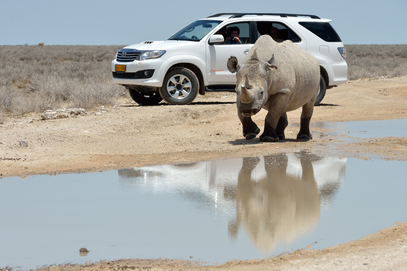 Rhinozeros mit Spiegelbild