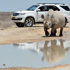 Rhinozeros mit Spiegelbild