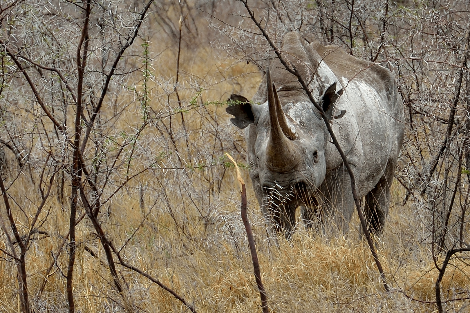 Rhinozeros vor dem Angriff