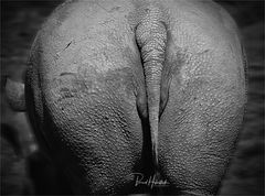 Rhinozeross .....