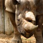 Rhinozeross
