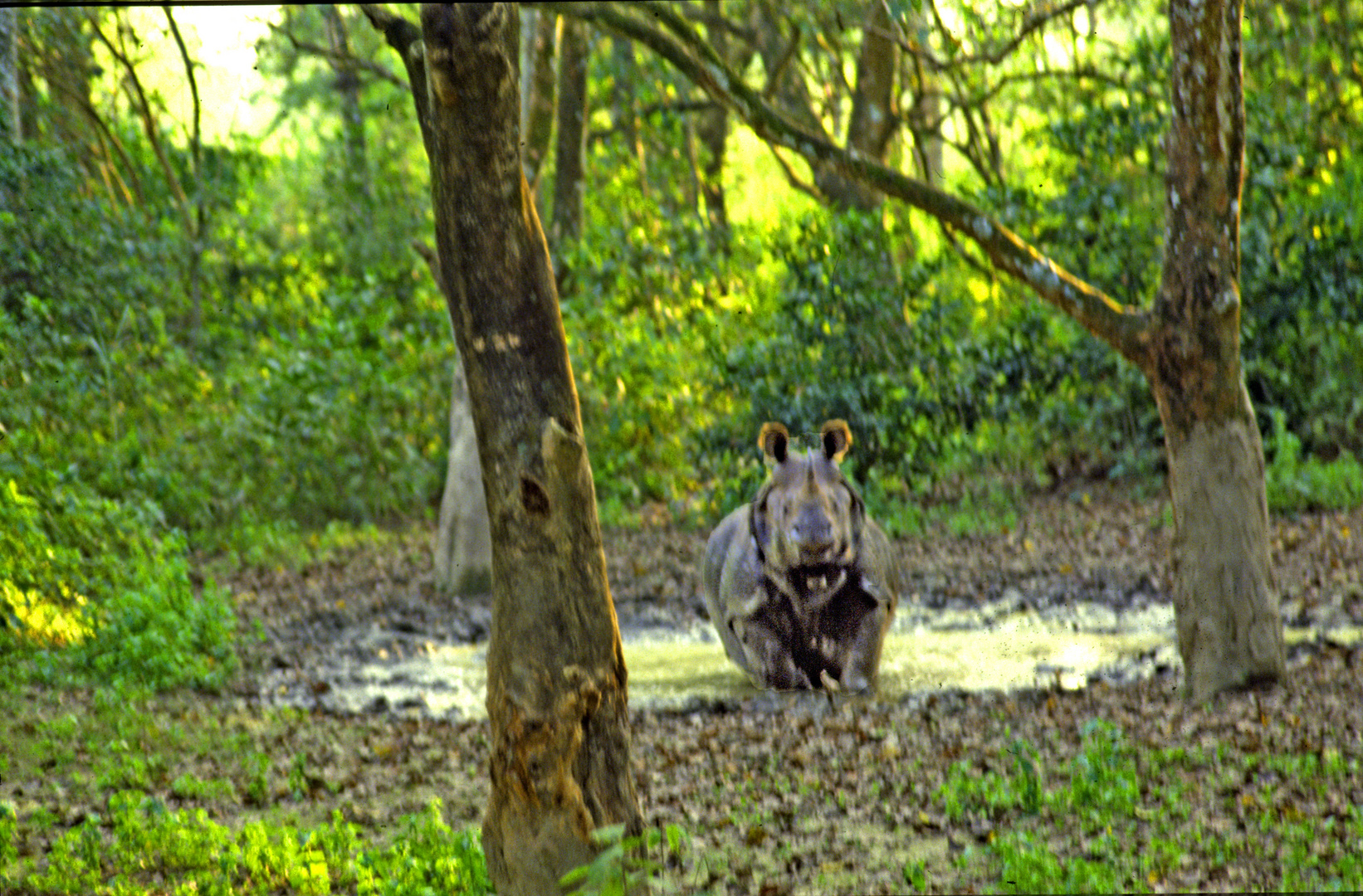 Rhinozeross Chitwan  Park Nepal