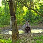 Rhinozeross Chitwan  Park Nepal