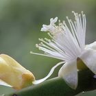 Rhipsalis Baccifera in der Blüte